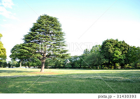 埼玉県水城公園の写真 31430393