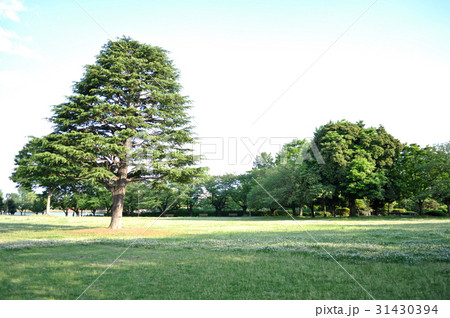 埼玉県水城公園の写真 31430394