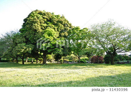 埼玉県水城公園の写真 埼玉県水城公園の写真 31430396