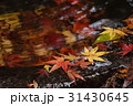 もみじ 31430645