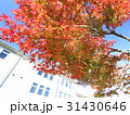 紅葉 31430646