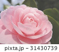 ぼたん 31430739