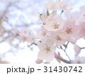 宮ケ瀬の桜 31430742