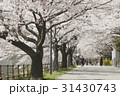 大学の桜 31430743