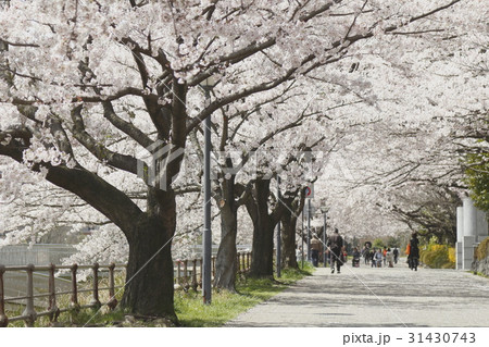 大学の桜 大学の桜 31430743