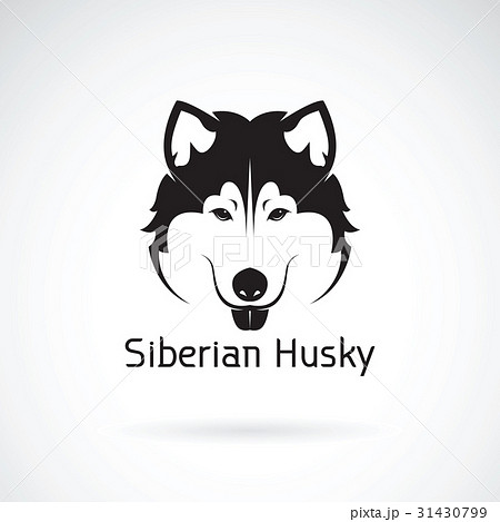 Vector of a dog siberian husky. Pet Vector of a dog siberian husky. Pet 31430799