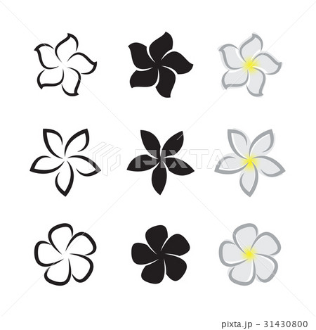 Vector of tropical flowers frangipani (plumeria)  31430800