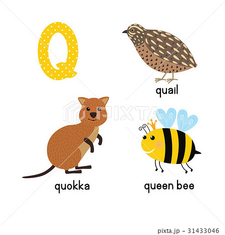 ABC letter Q funny kid icons set: quokka, quail 31433046