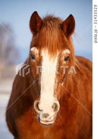 Horse in snow on a cold winter day. 31433529