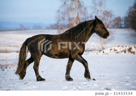 Friesian horse in winter 31433534