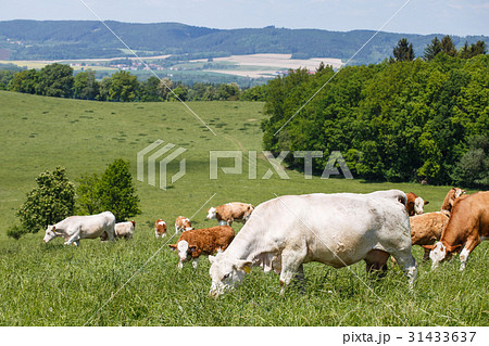 Herd of cows and calves grazing on a green meadow 31433637