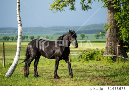 Friesian colt in meadow 31433673