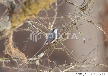 ゴジュウカラ ゴジュウカラ 31433744