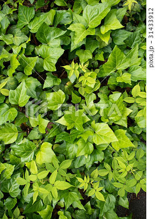 テクスチャー 緑　塀　一面　全体　植物　グリーン　ウォール 31433912