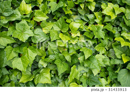 テクスチャー 緑　塀　一面　全体　植物　グリーン　ウォール 31433913
