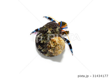 ヤドカリ 31434177