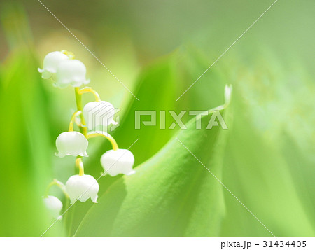 スズランの花 31434405