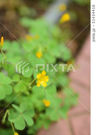 庭先に咲くカタバミの花 31434416