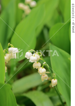 心が落ち着くスズランの花 31434419