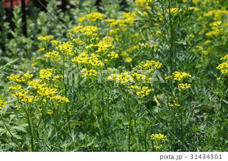 ルーの花(ハーブ) ルーの花(ハーブ) 31434501