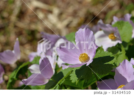 シラネアオイ シラネアオイ 31434510