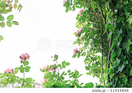 アイビーとバラの花（レッドカスケード） 31434846