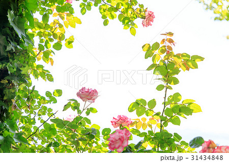 アイビーとバラの花（レッドカスケード） 31434848