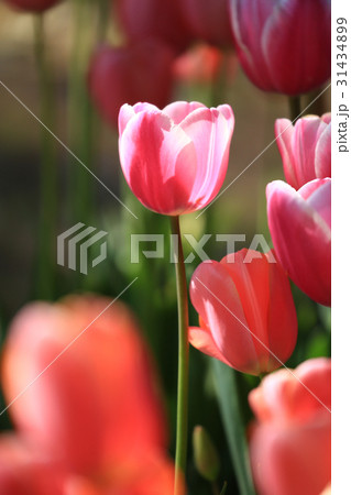 ちゅーりっぷ1969 31434899