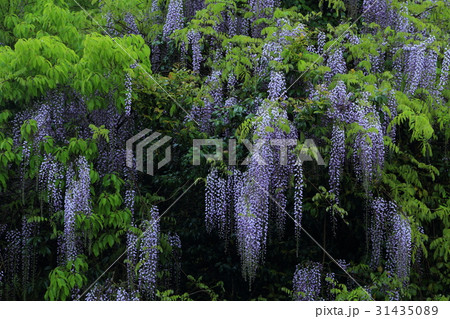 山口県　仁保　一貫野　藤 31435089