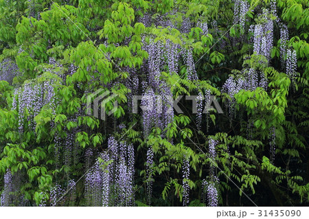 山口県 仁保 一貫野 藤 山口県 仁保 一貫野 藤 31435090