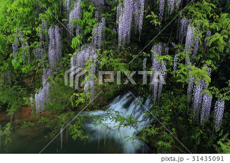 山口県　仁保　一貫野　藤 31435091
