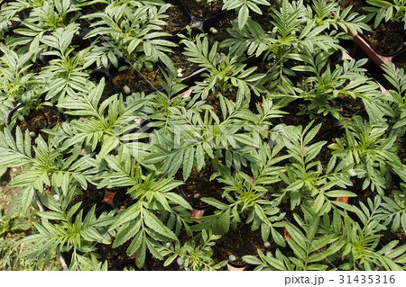 マリーゴールドの苗 マリーゴールドの苗 31435316