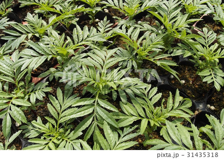 マリーゴールドの苗 31435318