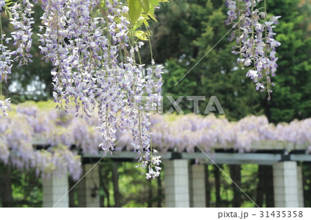 藤棚 31435358