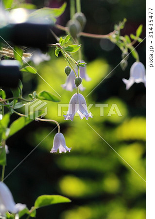 クレマチス　カイウ 31435477