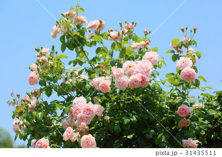 薄桃色のバラの花 31435511