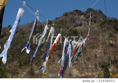 鯉の山のぼり 鯉の山のぼり 31436051