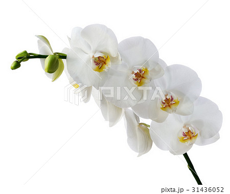 Blooming twig of Phalaenopsis orchid flower. Blooming twig of Phalaenopsis orchid flower. 31436052