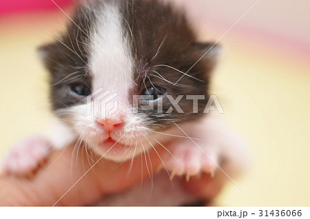 生まれたばかりの猫 31436066