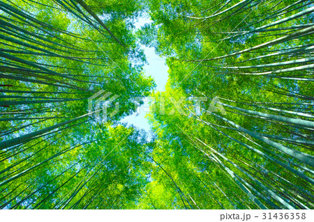 新緑の竹林 31436358