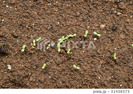 初心者の家庭菜園　春菊の発芽 31436373