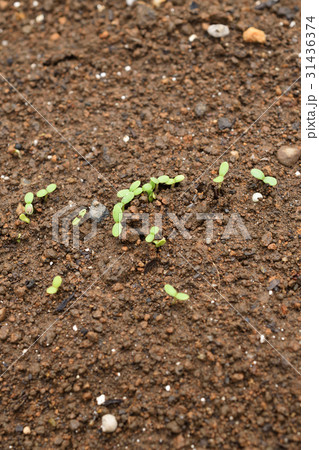 初心者の家庭菜園　春菊の発芽 31436374