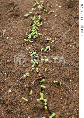 初心者の家庭菜園　春菊の発芽 31436376