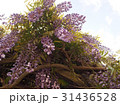 藤の木（下から） 31436528