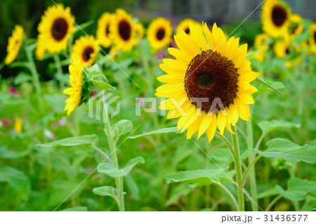 ひまわり 向日葵 ソレイユの丘 31436577