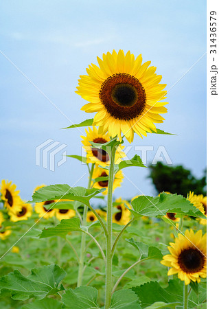 ひまわり 向日葵 ソレイユの丘 31436579