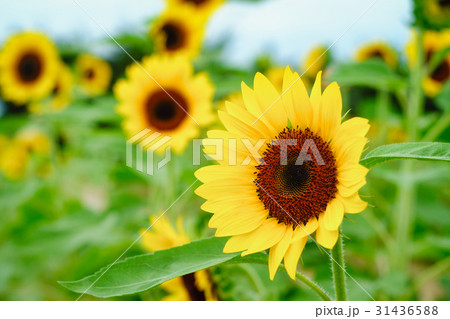 ひまわり 向日葵 ソレイユの丘 31436588
