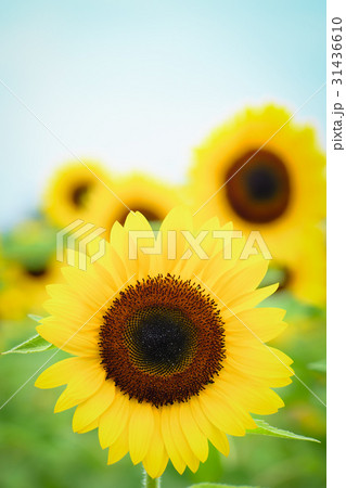 ひまわり 向日葵 ソレイユの丘 31436610