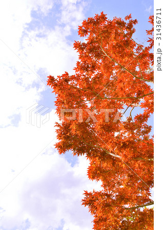 紅葉(猩々野村-カエデ科・ショウジョウノムラ)1 紅葉(猩々野村-カエデ科・ショウジョウノムラ)1 31436711