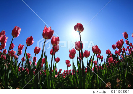 ちゅーりっぷ1326 ちゅーりっぷ1326 31436804